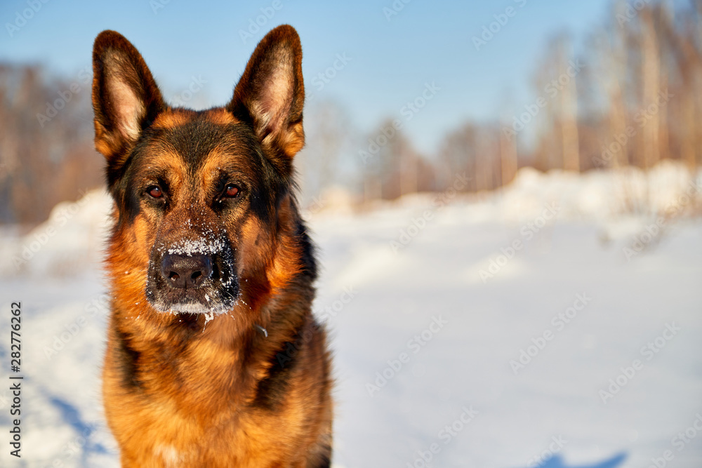 Dog German Shepherd in a winter day Dog German Shepherd in a winter day