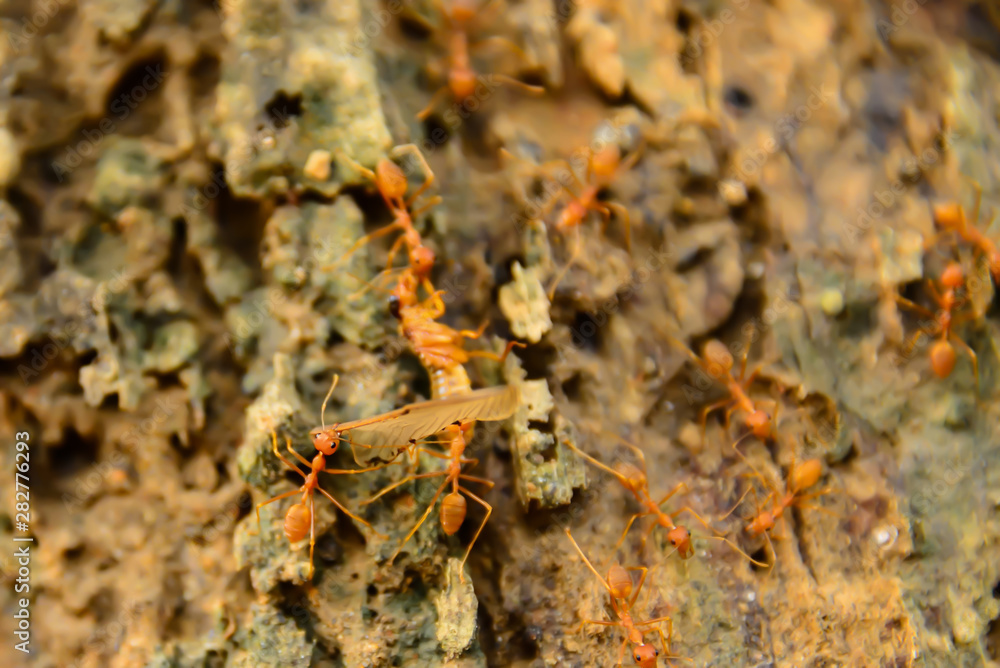 Red ants help bring the victim back to the nest. Red ants help bring the victim back to the nest.