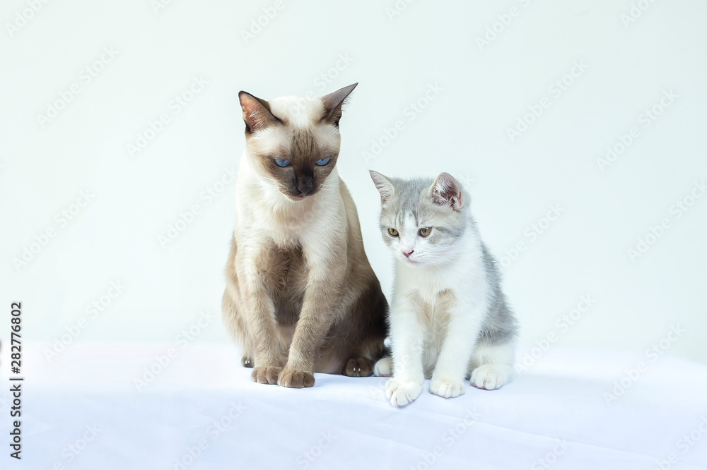 Fototapeta premium portrair of two kittens are siiting on white background and looking at food.