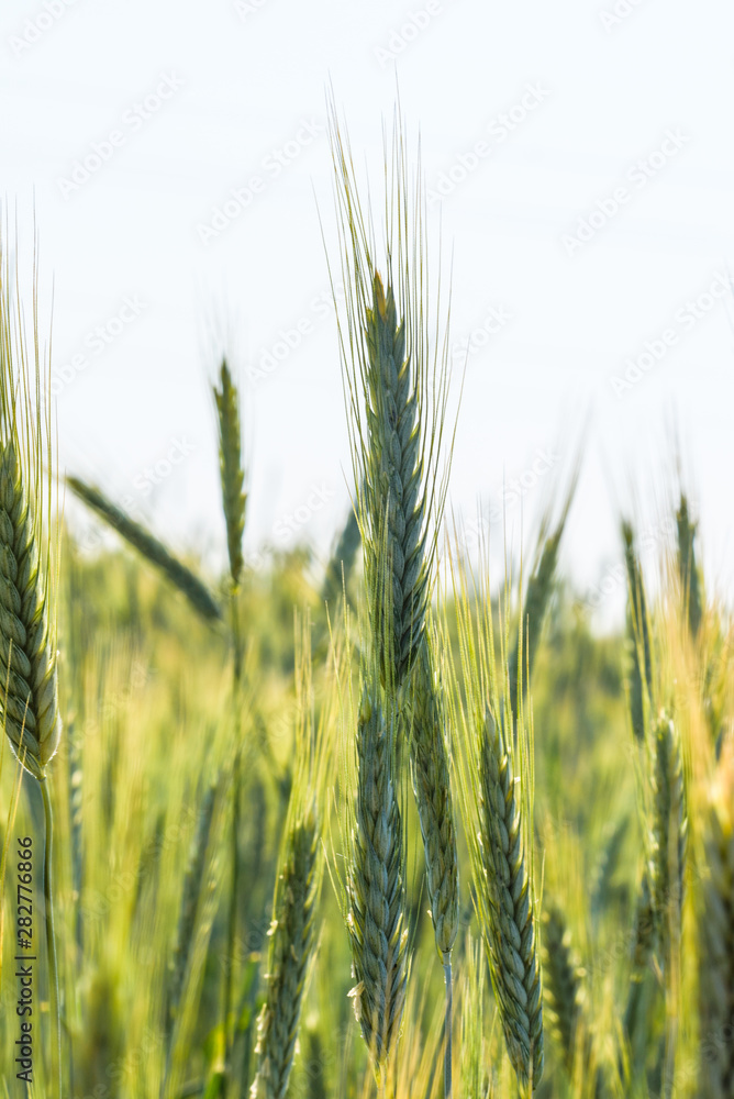 Spikelet of wheat very close up against the sky. Spikelet of wheat very close up against the sky.