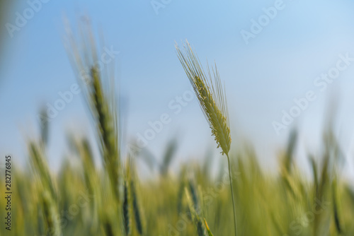 Spikelet of wheat very close up against the sky.