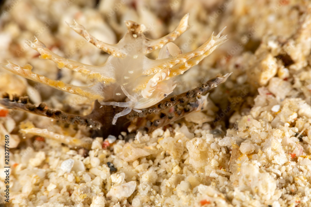 Porcelain crabs, Porcellanidae on a Sea Pen Porcelain crabs, Porcellanidae on a Sea Pen