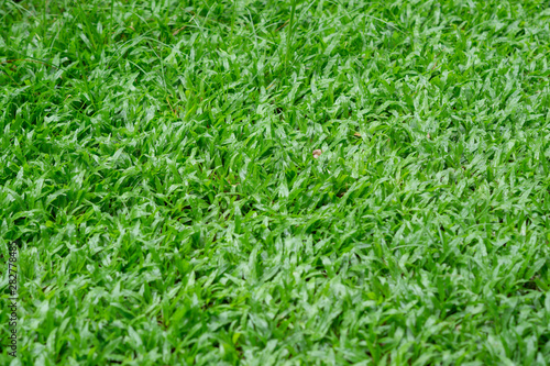 Backgrounds Green lawn Wet rain