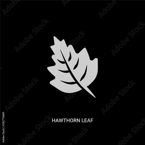 white hawthorn leaf vector icon on black background. modern flat hawthorn leaf from nature concept vector sign symbol can be use for web, mobile and logo.