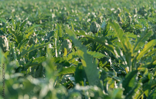 Many artichokes on a bush - Artichoke plantation in Cyprus