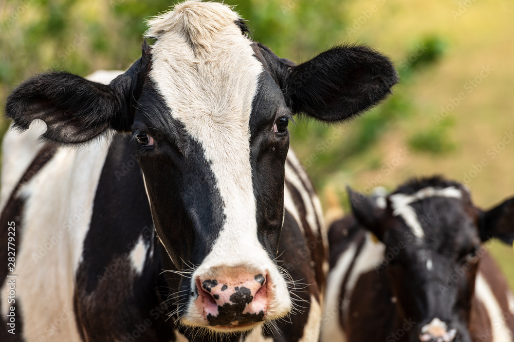 Curious cow - Portrait of a black and white heifer looking at camera Curious cow - Portrait of a black and white heifer looking at camera