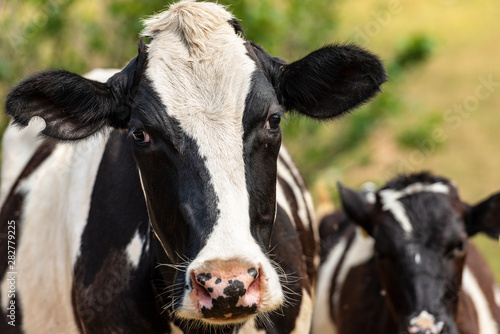 Curious cow - Portrait of a black and white heifer looking at camera