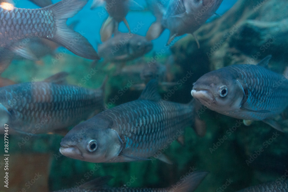 Red-finned cigar shark in fish tank. Red-finned cigar shark in fish tank.