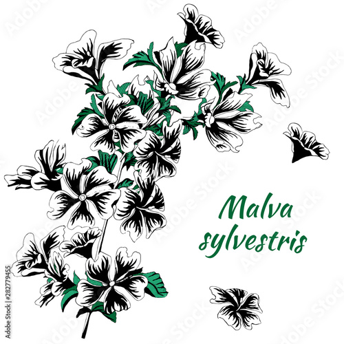 Painted in ink flowers. Malva sylvestris. Black and white vector illustration on a white background. Tattoo sketch.
