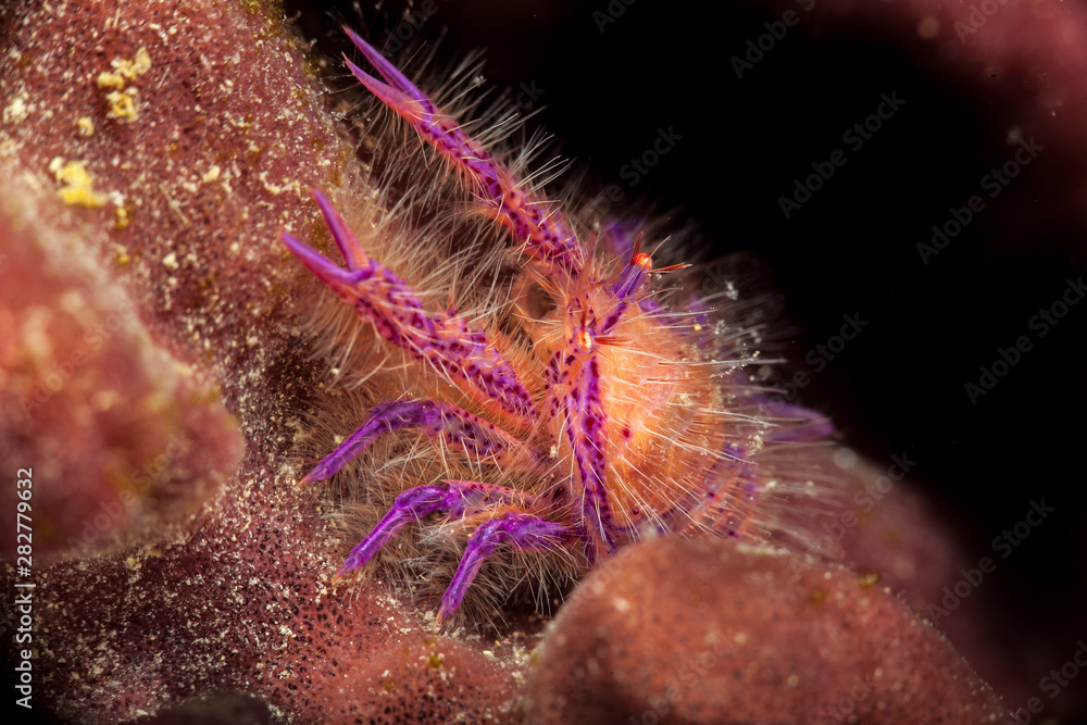 Hairy Squat Lobster or Pink Squat Lobster (Lauriea siagiani), only