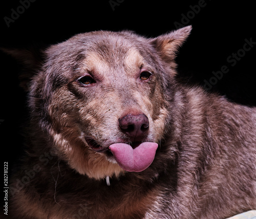 A dog poking its tongue out 