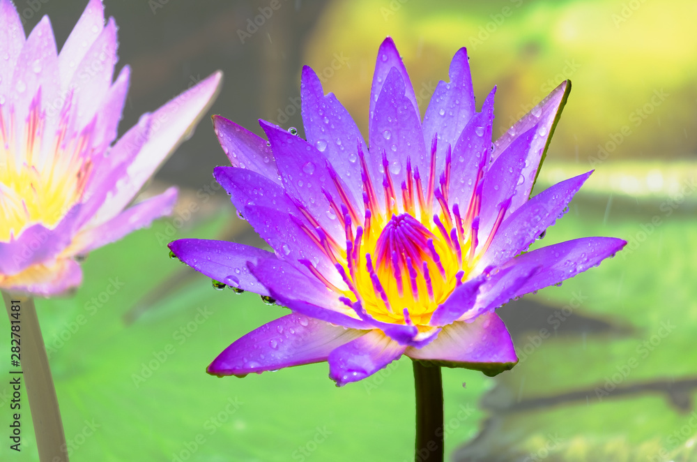 Purple lotus, water lily under the spray of water, raining Purple lotus, water lily under the spray of water, raining