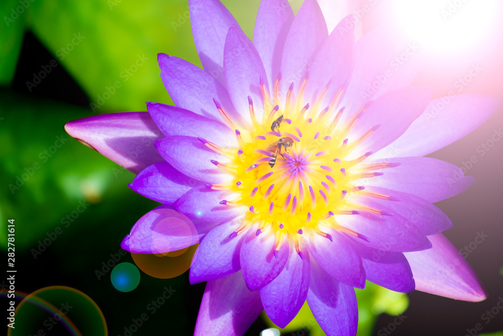 Purple lotus with bees on pollen, zoom detail , vivid flower background with lens flare Purple lotus with bees on pollen, zoom detail , vivid flower background with lens flare