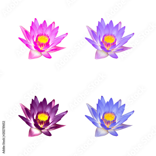 Colorful lotus, waterlily are isolated on white background © Aom