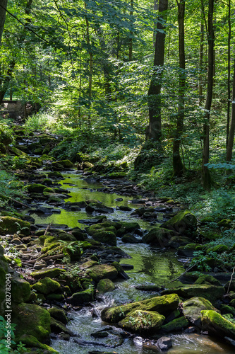 Nice small brook in forest with trees  Czech republic