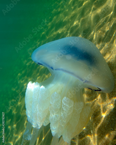 Large marine jellyfish, in a natural habitat