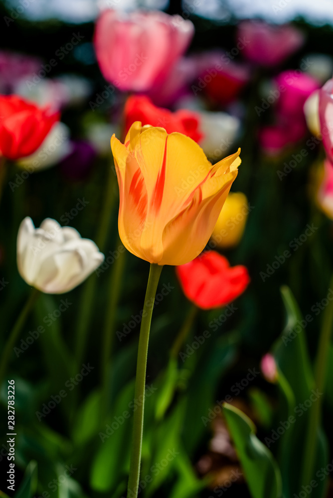 Colorful tulips in the Park garden in spring in Sunny weather - vertical photo