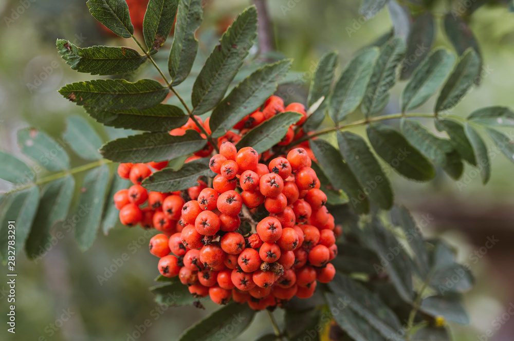 ripe berry Rowan close-up, toned image, selective focusing, ripe berry Rowan close-up, toned image, selective focusing,