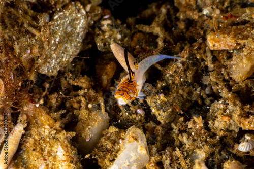 Orange   Black Dragonet Juvenile  Dactylopus kuiteri