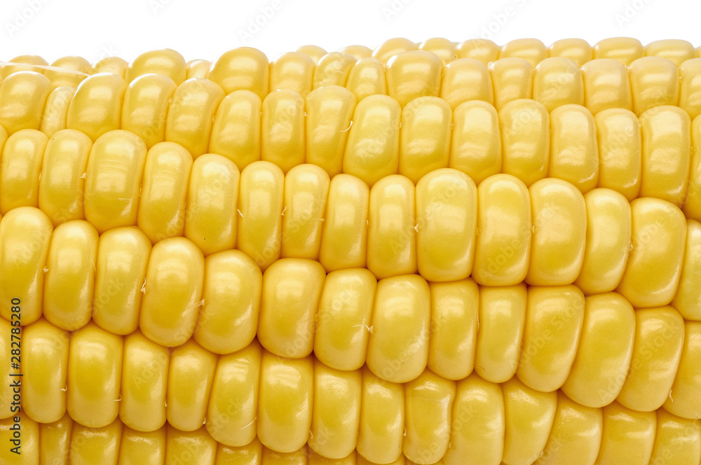 young fresh juicy large ears of corn young fresh juicy large ears of corn