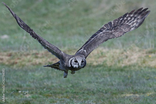 Verreauxs eagle-owl (Bubo lacteus)