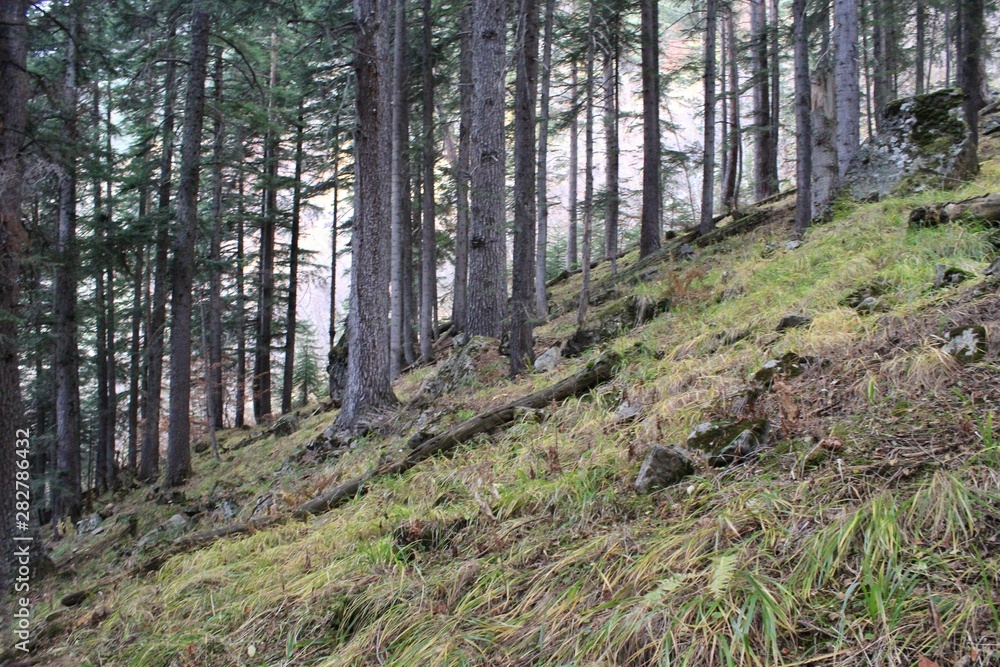 Tree trunks on a hillside