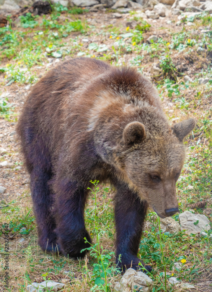 Majella National Park (Italy) - The summer in the Abruzzo mountain natural reserve, with marsican bear. Majella National Park (Italy) - The summer in the Abruzzo mountain natural reserve, with marsican bear.