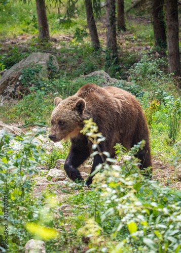 Majella National Park  Italy  - The summer in the Abruzzo mountain natural reserve  with marsican bear.