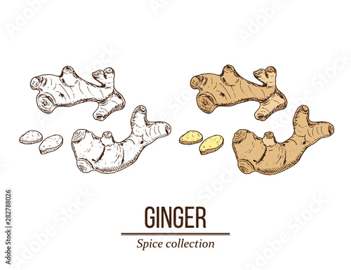 Medicinal and kitchen plant ginger