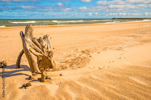 Fototapeta Naklejka Na Ścianę i Meble -  Driftwood at a beach of the Baltic Sea