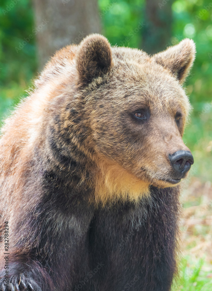 Φωτογραφία Majella National Park (Italy) - The summer in the Abruzzo mountain natural reserve, with marsican bear