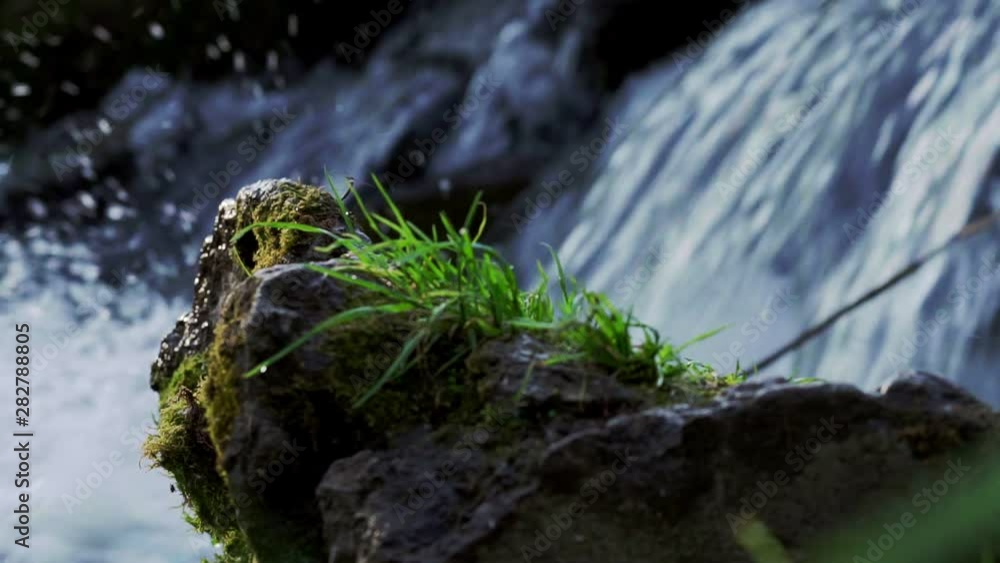 Close-up A Rugged Water Stream Runs Alongside A Young Green Plant Close-up A Rugged Water Stream Runs Alongside A Young Green Plant