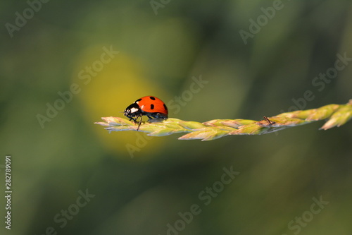 Ladybug (Ladybird) macro photo. Red, dotted insect on a grass stem