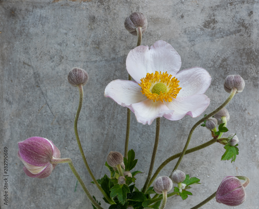 Obraz pink white autumn anemone wtih many buds macro,concrete gray stone background,detailed texture,fine art still life vintage painting style