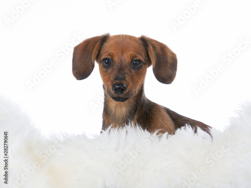 Funny looking and cute wiener dog puppy on white background.