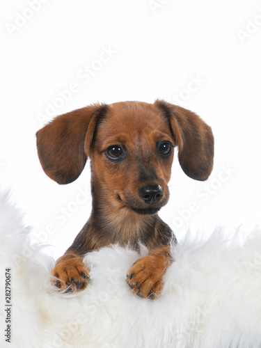 Funny looking and cute wiener dog puppy on white background.