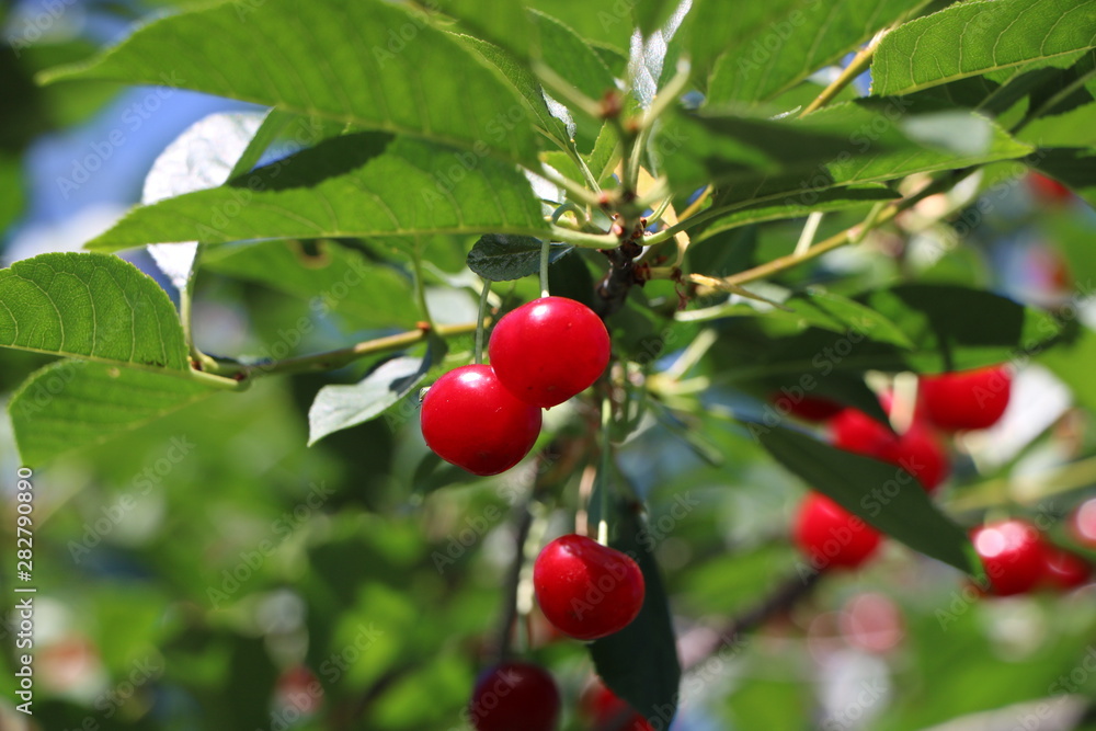 cherries on the tree