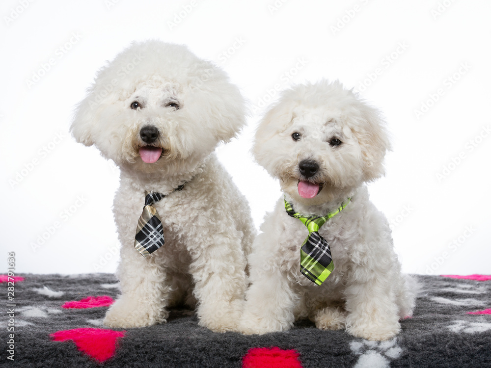Two Bichon Frise dogs posing together in a studio. Image taken with a white background. Isolated on white.