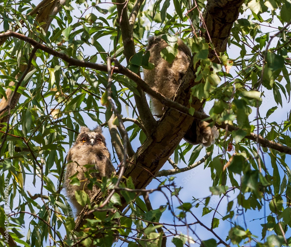 Fototapeta premium zwei Waldohreulen Ästlinge sitzen auf einem Ast