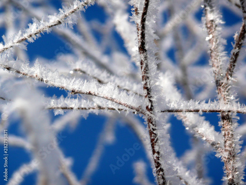 Eiskristalle, Raureif nach dem ersten Nachtfrost. © scherbi