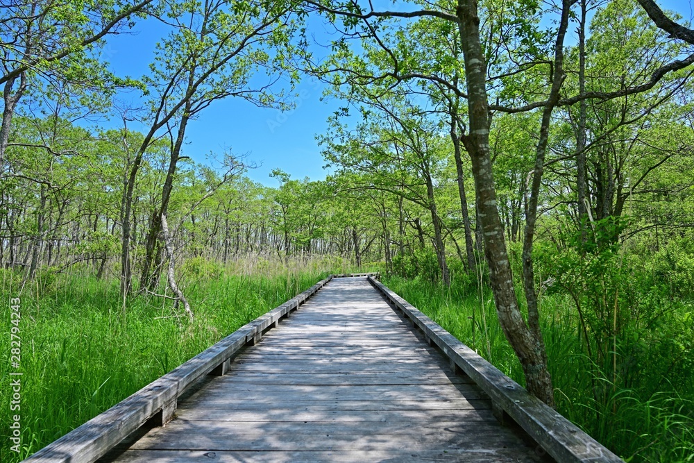 Fototapeta premium 釧路湿原の森と湿原のコラボ情景＠北海道