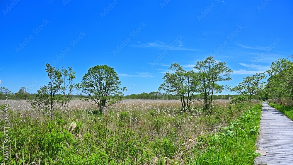 釧路湿原の森と湿原のコラボ情景@北海道 釧路湿原の森と湿原のコラボ情景@北海道