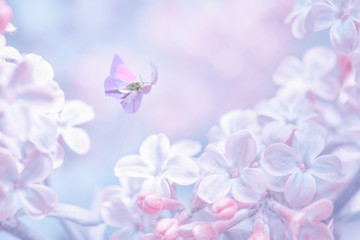 Beautiful spring purple lilac flowers blossom branch background with butterfly in sun light, macro. Soft focus nature background. Delicate pastel toned image. Nature closeup floral springtime.