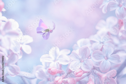 Beautiful spring purple lilac flowers blossom branch background with butterfl...