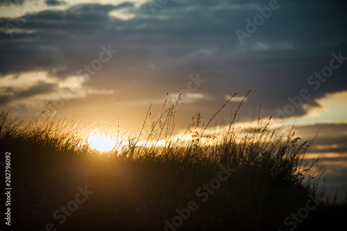 Field with spikelets of grass against the setting sun