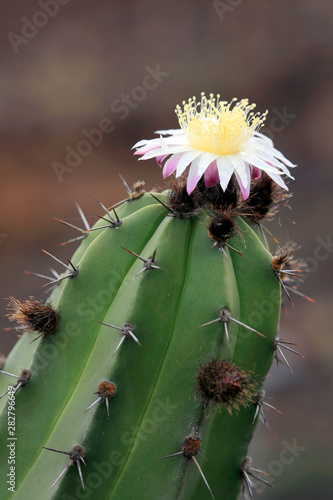 Polaskia chende Kakteengewächs mit Blüten, Mexiko photo
