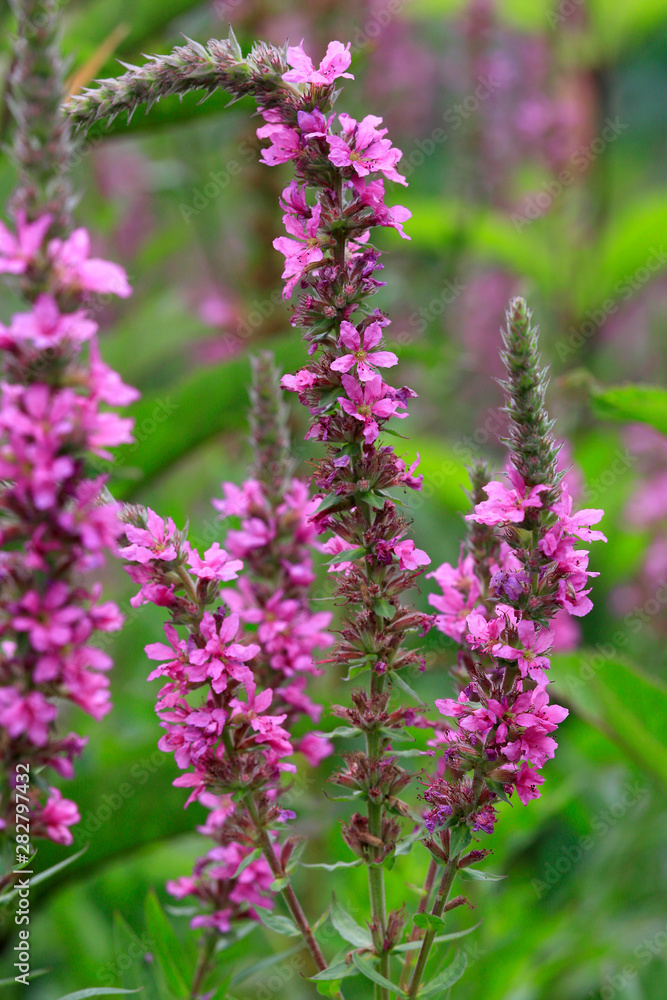 Gewöhnlicher Blutweiderich (Lythrum salicaria) Pflanze mit Blüten Gewöhnlicher Blutweiderich (Lythrum salicaria) Pflanze mit Blüten