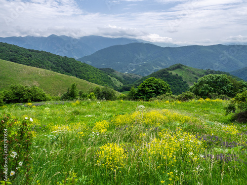 Yellow wildflowers on a hill in Dilijan national park, Armenia