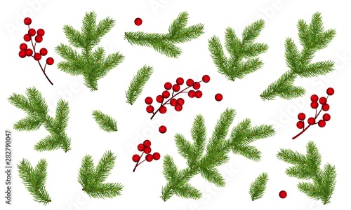 Branches of Christmas tree and bunch of holly berries. Set of New Year clip art