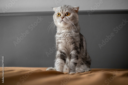 So cute of scottish fold cat. © P Stock